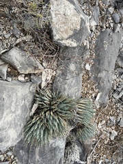 Eriogonum microtheca simpsonii