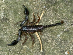 Euscorpius concinnus