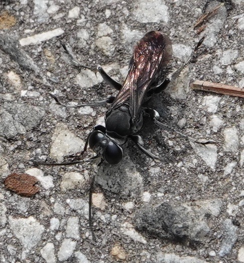 Liris argentatus