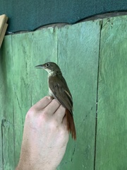 Automolus infuscatus