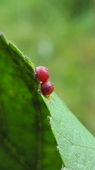 Caryomyia deflexipili