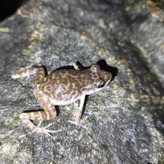 Eleutherodactylus interorbitalis