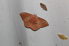 Lonomia electra