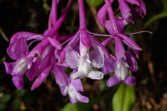 Epidendrum porphyreum