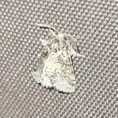 Gluphisia septentrionis