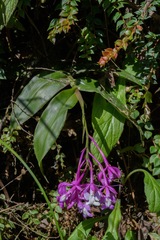 Epidendrum porphyreum