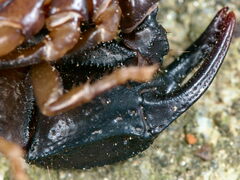 Euscorpius concinnus