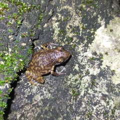 Eleutherodactylus interorbitalis