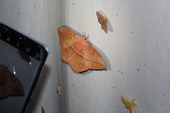 Lonomia electra