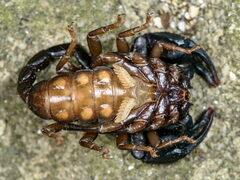 Euscorpius concinnus