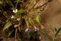Epidendrum fimbriatum