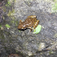 Eleutherodactylus interorbitalis