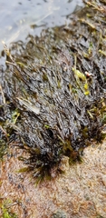 Fontinalis squamosa