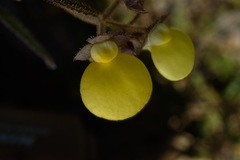 Calceolariaceae
