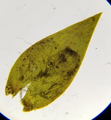 Fontinalis squamosa