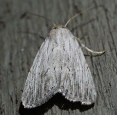 Oncocnemidinae