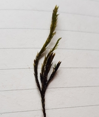 Fontinalis squamosa