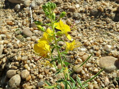 Cleome suffruticosa