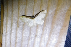 Idaea fuscovenosa