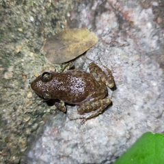 Eleutherodactylus interorbitalis