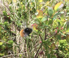 Bombus alpinus