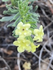 Lithospermum cobrense