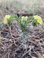 Lithospermum cobrense