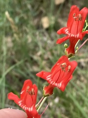Penstemon barbatus torreyi