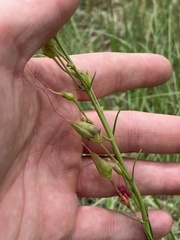 Penstemon barbatus torreyi