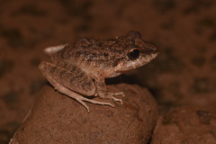 Pristimantis fenestratus