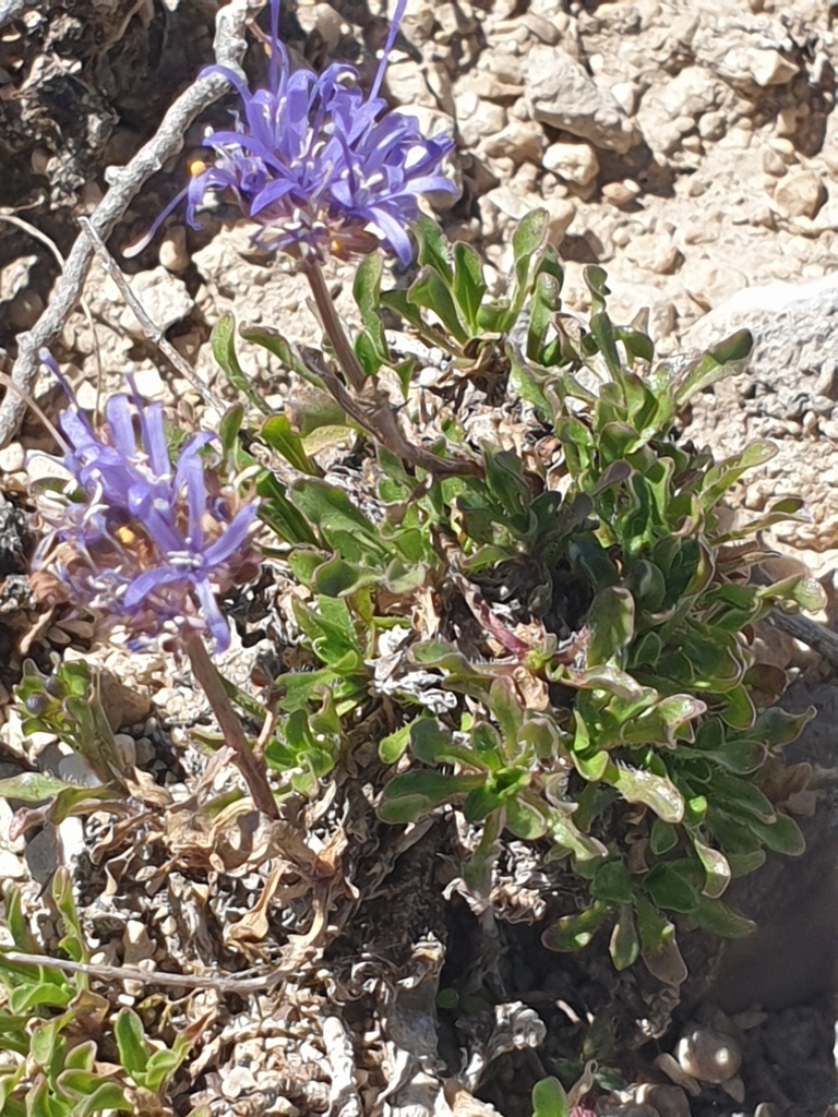 Jasione supina