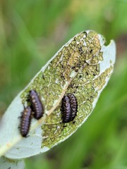 Chrysomela aeneicollis