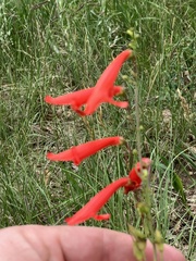 Penstemon barbatus torreyi
