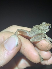 Pristimantis fenestratus