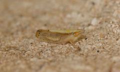 Scaphytopius elegans