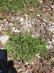 Globularia trichosantha