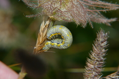 Lycia alpina