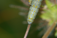 Lycia alpina