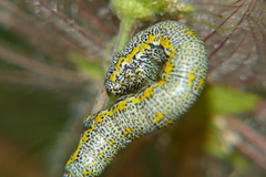 Lycia alpina