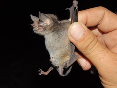 Pteronotus mesoamericanus