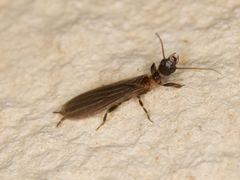 Oligotoma saundersii