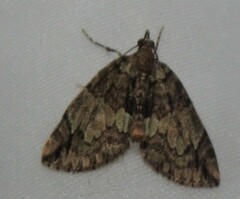 Hydriomena perfracta