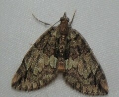 Hydriomena perfracta