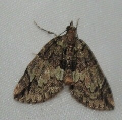 Hydriomena perfracta