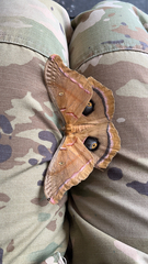 Antheraea polyphemus