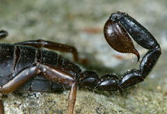 Euscorpius concinnus
