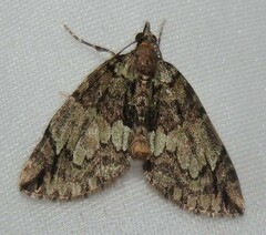 Hydriomena perfracta