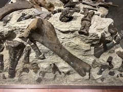 Diplodocus