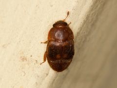 Colopterus maculatus