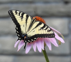 Papilio glaucus glaucus